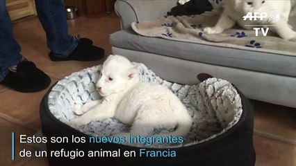 ¡Ternura! Dos leones blancos nacieron en Francia