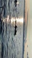 Pilot Whales Surround Yacht