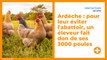 Pour leur éviter l'abattoir, un éleveur fait don de ses 3000 poules