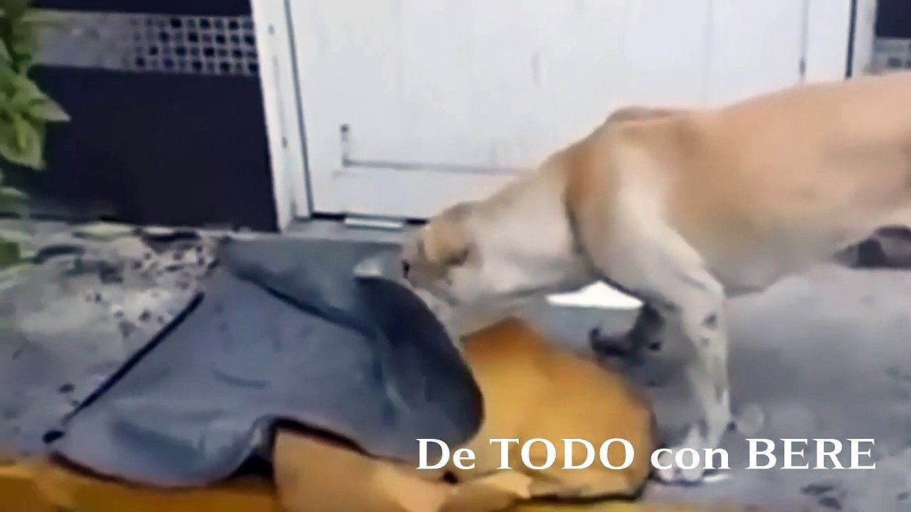 HEROE de 4 PATAS DEFIENDE a sus DUENOS en una GASOLINERA en MEXICO