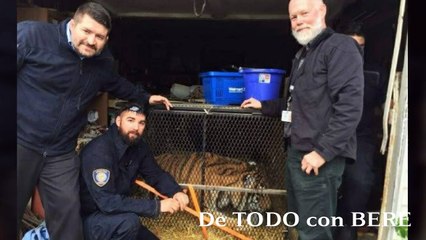 QUERIA FUMAR MARIHUANA y TERMINO RESCATANDO a un TIGRE