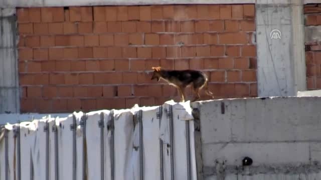 Çatıda mahsur kalan köpek 6 saatte kurtarıldı
