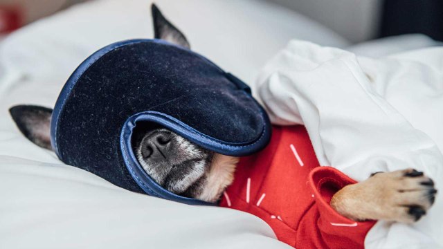 Your Dog Could Get a Job As a Canine Critic Reviewing Pet-friendly Hotels