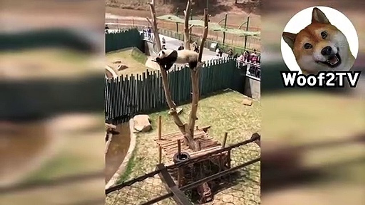 the story of cute and pretty animals