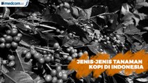 Kenali Jenis-jenis Tanaman Kopi Indonesia
