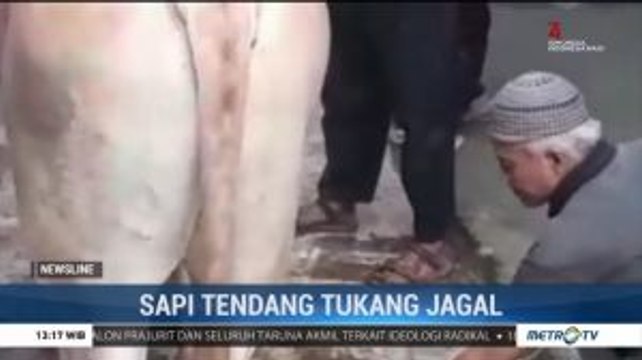 Sapi Tendang Tukang Jagal Hingga Gigi Patah