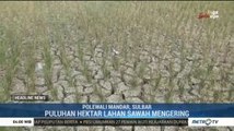 Puluhan Hektare Sawah di Polewali Mandar Mengering