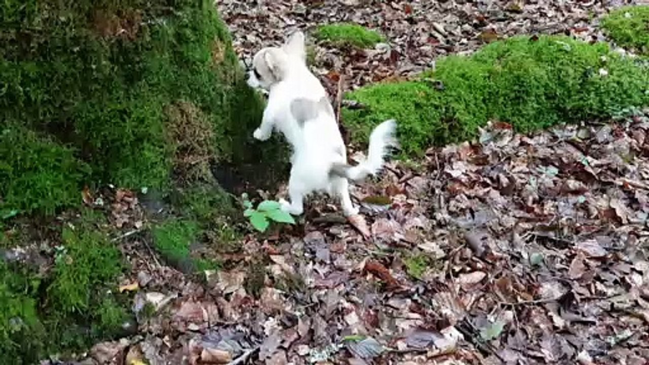 Phloème en forêt 2