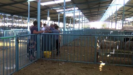 Bayramın üçüncü gününde kurbanlık satışları sürdü