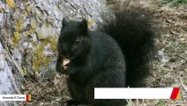 Gray Squirrels Turned Black From Interbreeding: Study