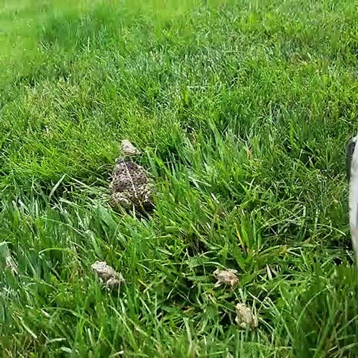 Trapped Toads Get Set Free