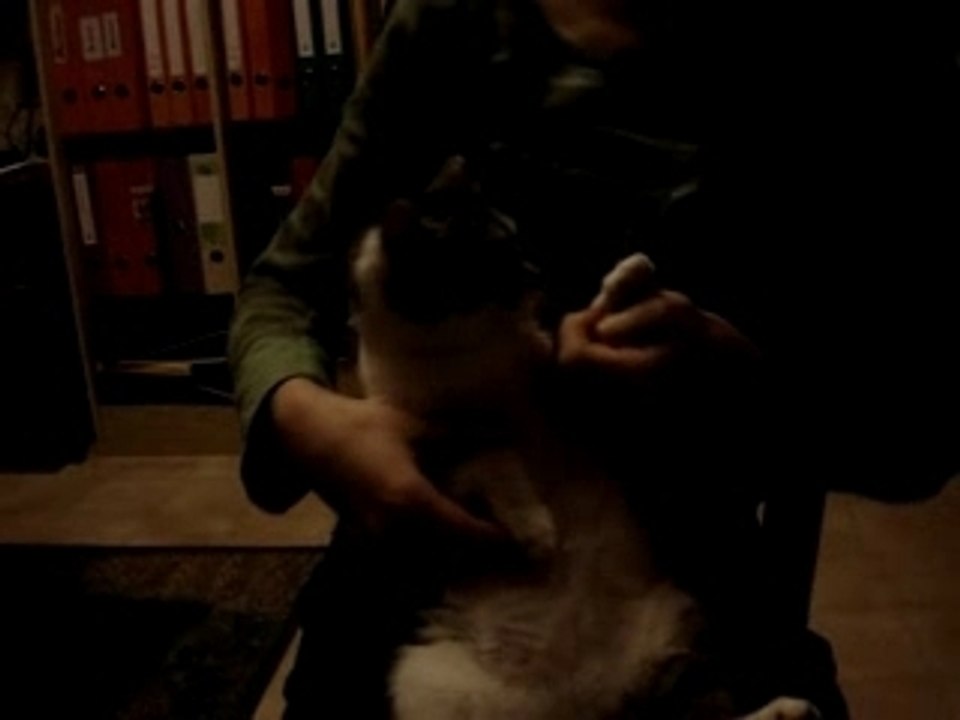 chat tecktonik