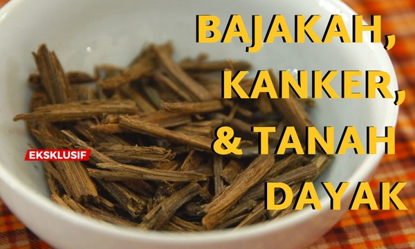 Akar Bajakah, Penyembuh Kanker & Kearifan Lokal Tanah Dayak - AIMAN