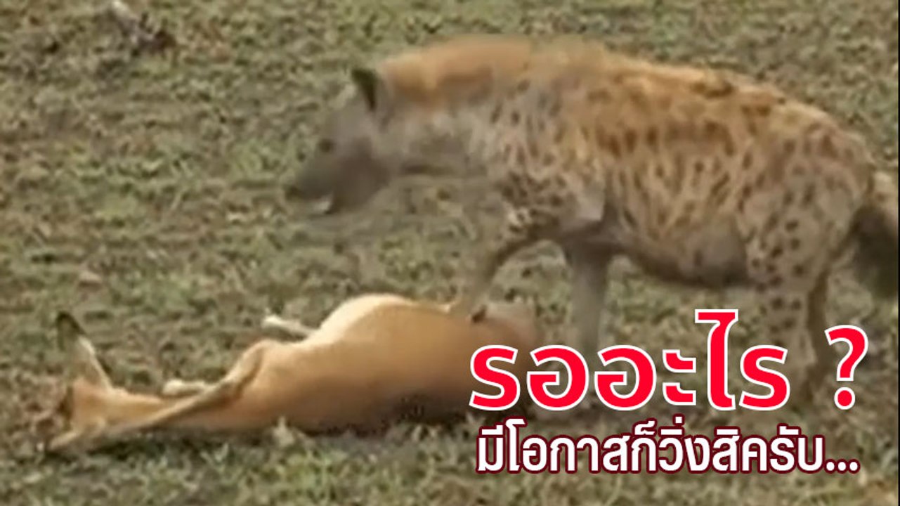 อดรับประทานไป 1 ชีวิต... งานนี้น้องกวางบอกได้พี...