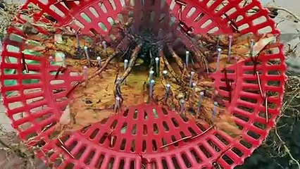 무주출장안마 -후불1ØØ%ョØ7ØM7575M0062｛카톡DDR88｝ 무주전지역출장마사지 무주오피걸 무주출장안마 무주출장마사지 무주출장안마  무주출장콜걸샵안마 무주출장아로마≟⻚㍉ 무주출장샵