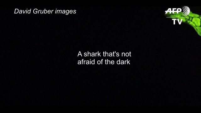 Mysteries of the deep: how some sharks glow green in the dark