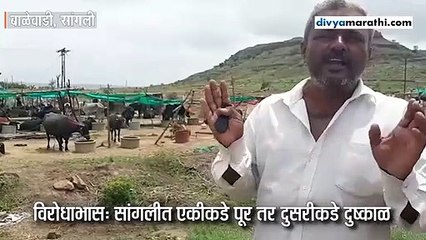 विरोधाभासः सांगलीत एकीकडे पूर तर दुसरीकडे दुष्काळ