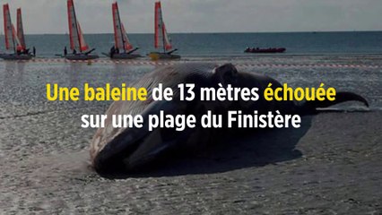 Une baleine de 13 mètres échouée sur une plage du Finistère