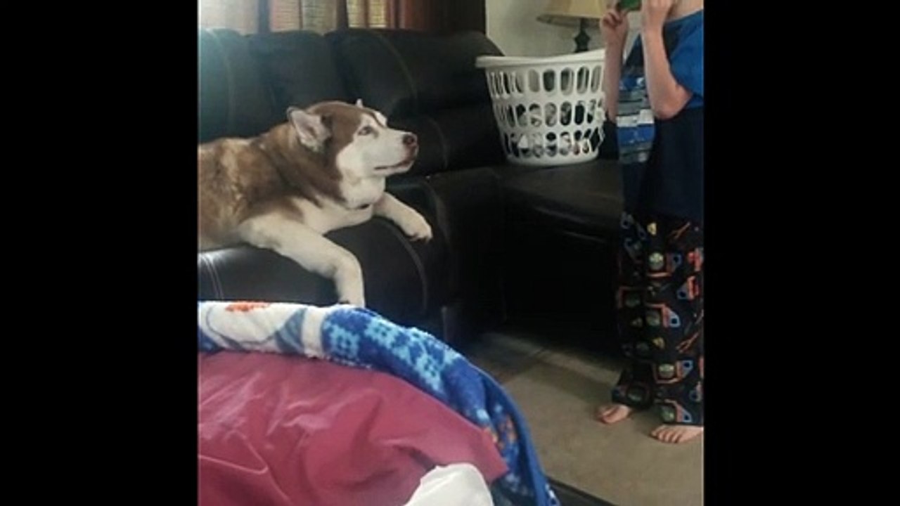 Dog Can Harmonize With The Harmonica video Dailymotion