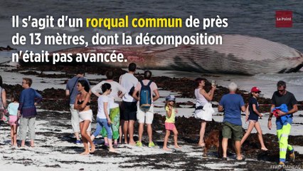 Une baleine de 13 mètres échouée sur une plage du Finistère