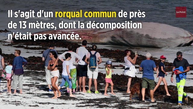 Une baleine de 13 mètres échouée sur une plage du Finistère