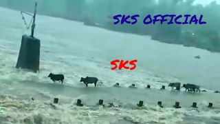 Cattle cows swept away in floods while crossing the bridge over the river as river overflows