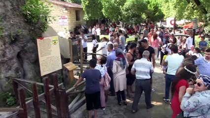 'Musa Ağacı'na bayram tatilinde akın ettiler