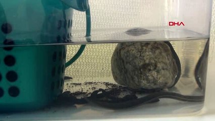 IĞDIR Türü tehlikede olan sülüğü Iğdır'da yetiştirmeyi başardılar