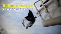 สไลด์ไปเลยเจ้าปลาน้อย !! Salmon Cannon ระบบขนส่งปลาเป็น ๆ ชวนอึ้ง