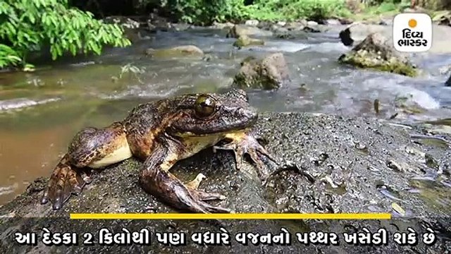 3.3 કિલોનો દુનિયાનો સૌથી મોટો આફ્રિકન દેડકો 'ગોલિયાથ' પોતાનું તળાવ જાતે બનાવે છે