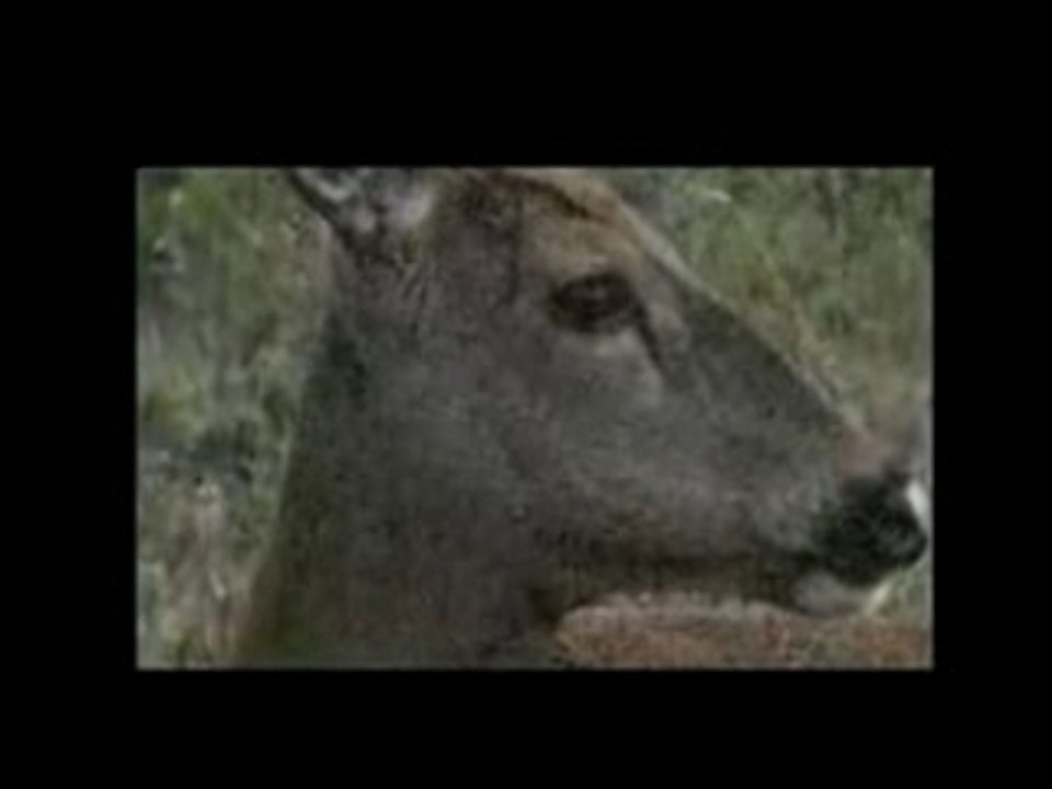 Parodie FaxVideo vie privée des animaux 2 - Msieur Cerf