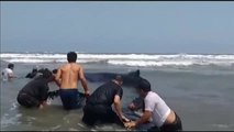 Rescatan a una ballena varada en una playa de Perú