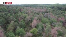 Les forêts françaises victimes de la sécheresse