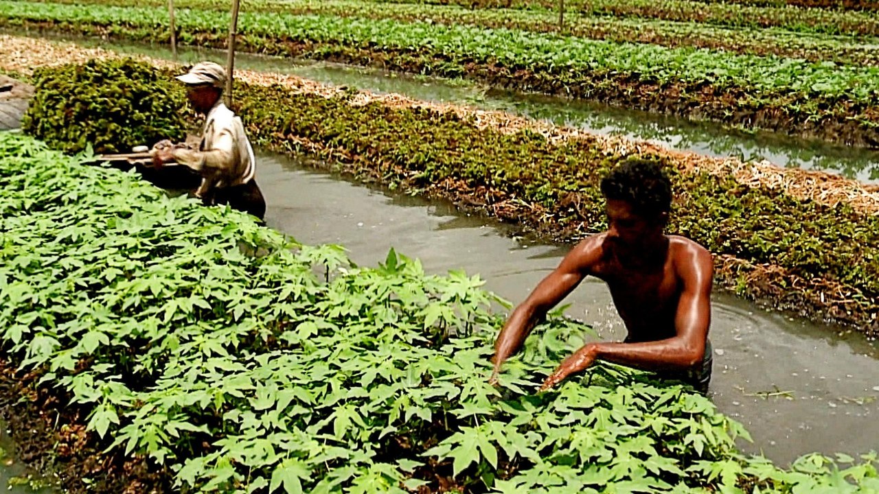 Floating farms in Bangladesh help farmers survive floods