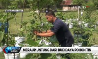 Meraup Untung dari Budidaya Pohon Tin