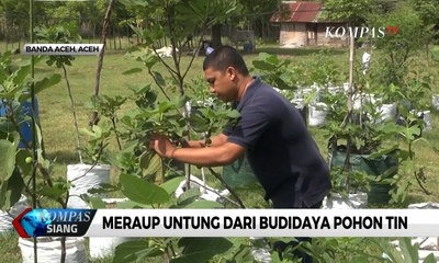 Meraup Untung dari Budidaya Pohon Tin