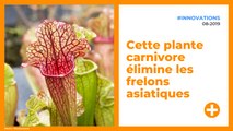 Sarracenia : cette plante carnivore élimine les frelons asiatiques