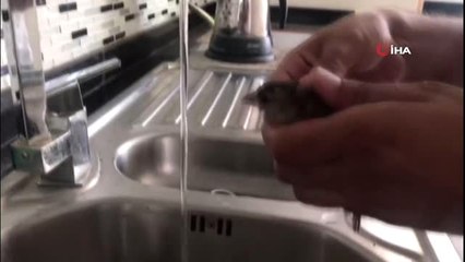 Diyarbakır'da aşırı sıcaktan bitkin düşen yavru serçeye vatandaş kendi eli ile su verdi