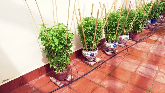 Ya están preparadas las grandes albahacas para la ofrenda en Bétera