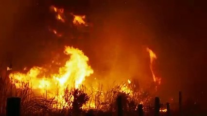 Tráiler "O que arde" dirigida por Oliver Laxe. Estreno en Francia el 4 de septiembre.