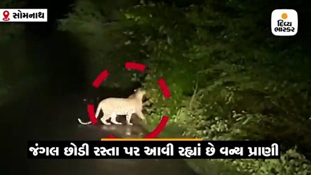 સિંહ પછી દીપડો પણ જંગલ છોડી રસ્તા પર આવી ચડ્યો, કારચાલકે વીડિયો ઉતાર્યો