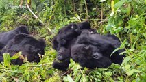 This family of wild mountain gorillas is too cute