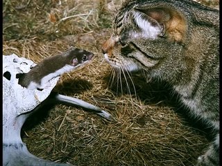 Кот и ласка (the cat and the weasel)