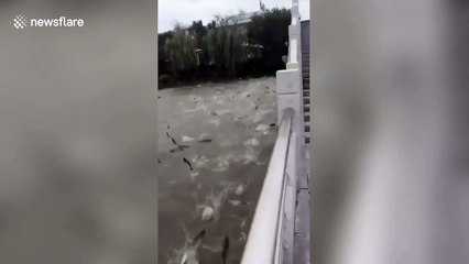 Hundreds of silver carp leap out of lake in China due to typhoon Lekima