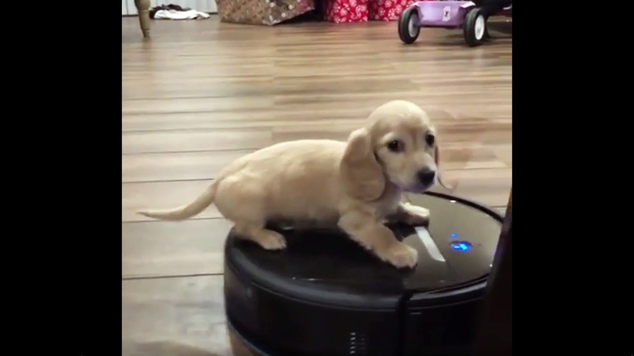 Cute and Funny Dogs Part 2-