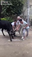 اتحداك تشوف الفيديو هذا وما تضحك