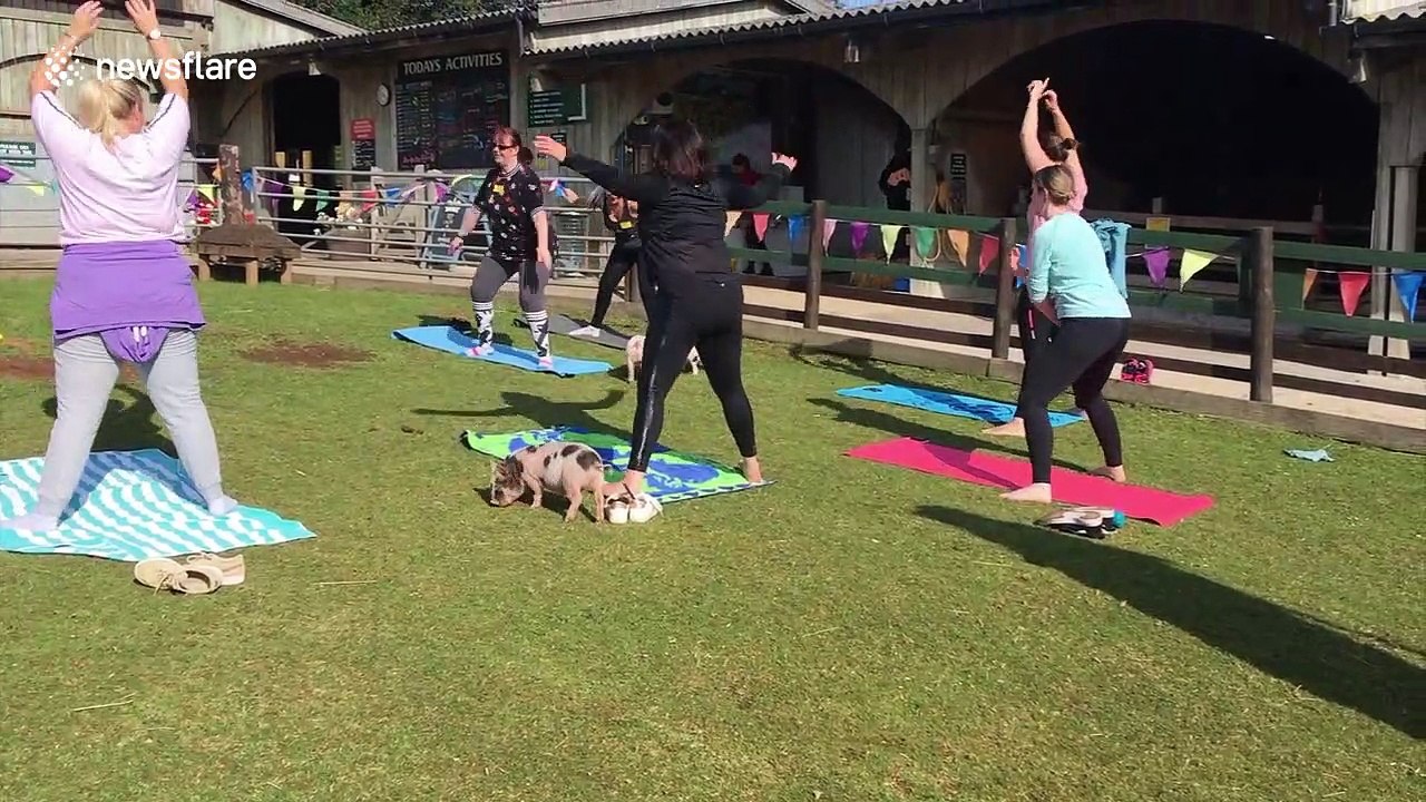 UK farm offers pilates classes surrounded by pigs