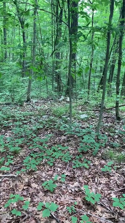 Brian Ghilliotti: Jewett City, CT: Lithic Complex: Noting Alignments