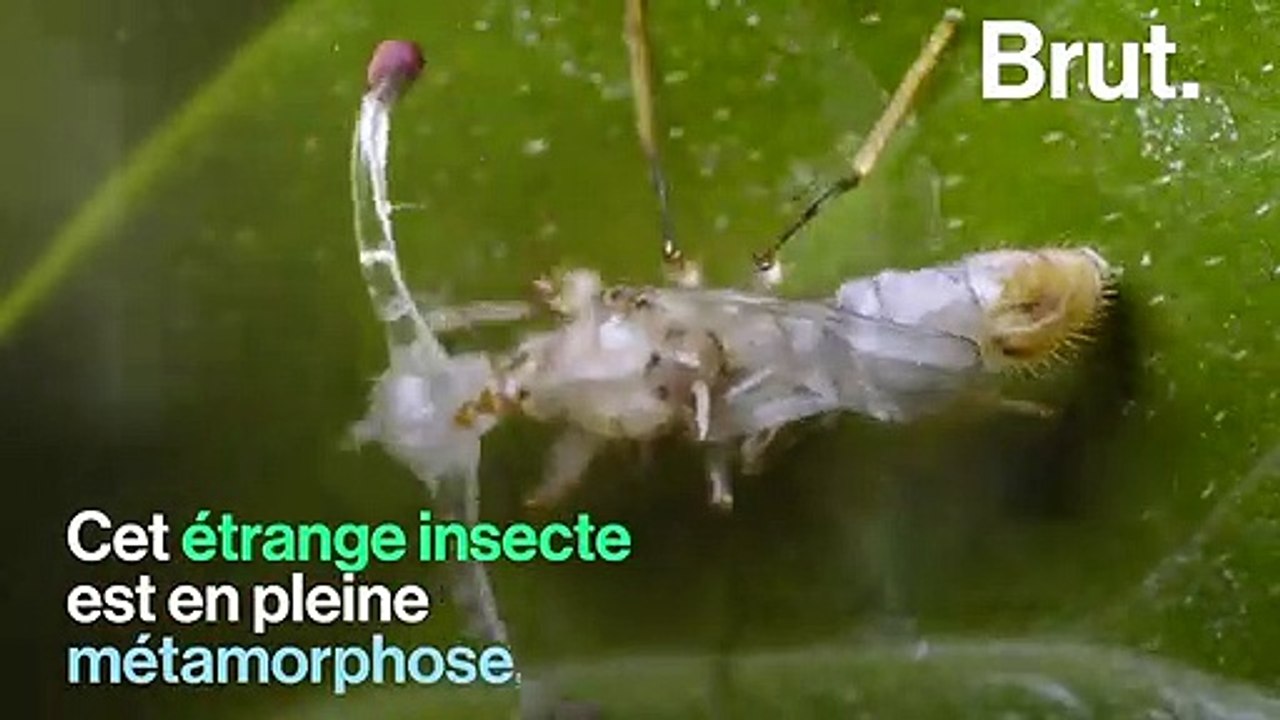 L'incroyable métamorphose de la mouche diopside