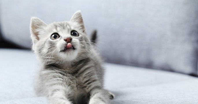 Un vaccin contre l'allergie aux chats existe désormais !